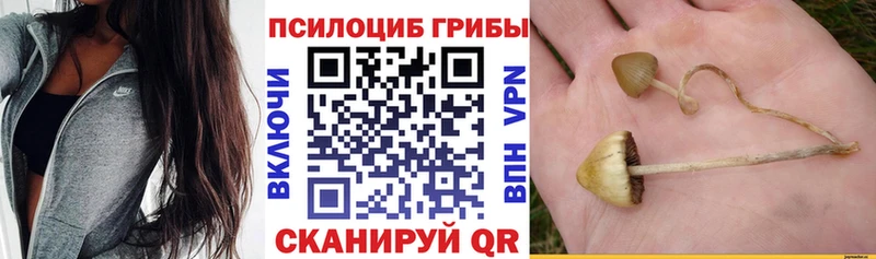 Псилоцибиновые грибы Cubensis Терек